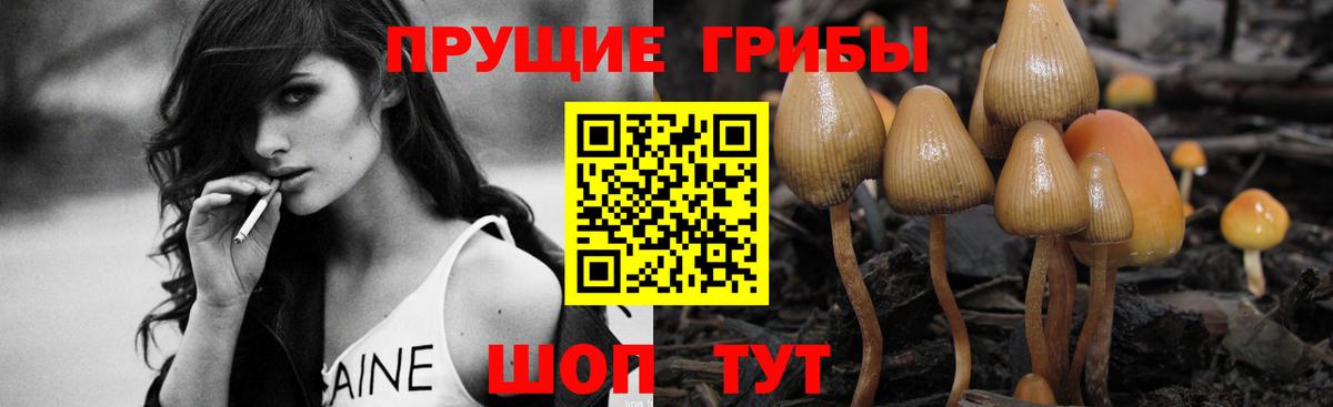 Фрязино  Галлюциногенные грибы прущие грибы  Вход с VPN 